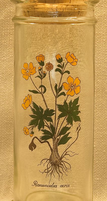  Detail van botanische illustratie met Latijnse naam Ranunculus acris op glas